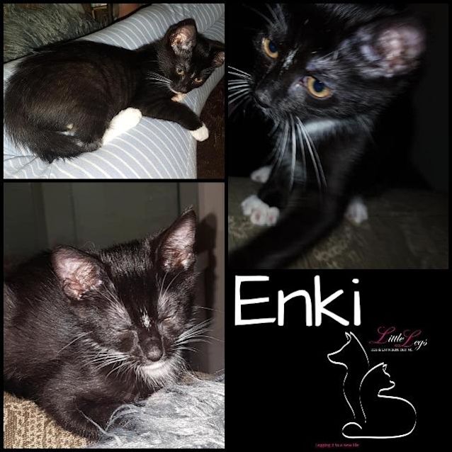 Photo of Enki