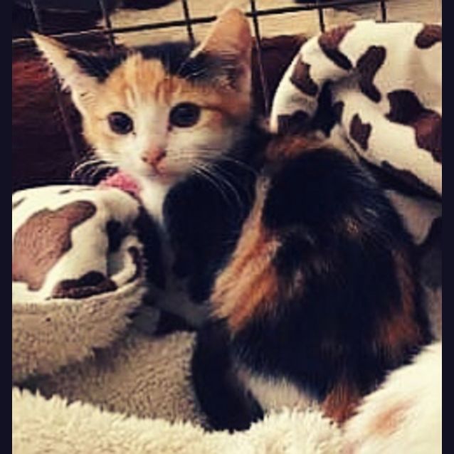 Photo of Alice