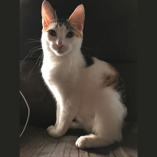 Photo of Sundae $50