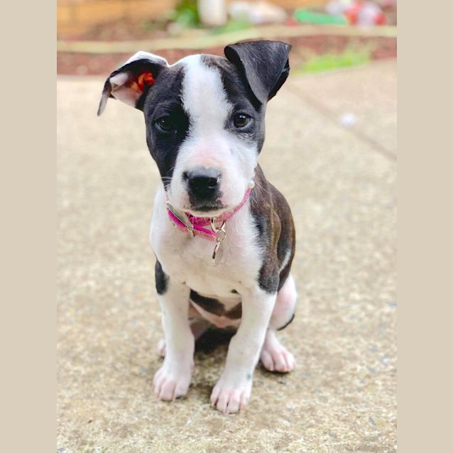 Photo of Chilli 💖