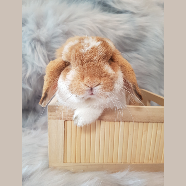 Photo of Rusty
