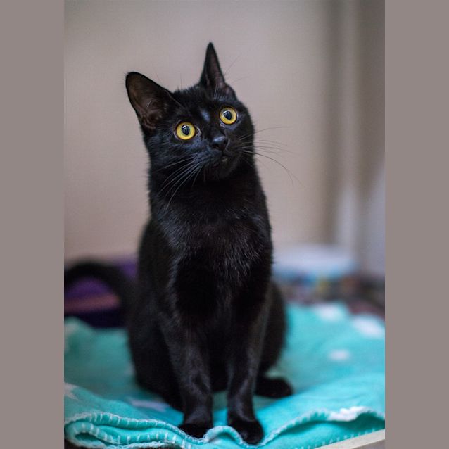 Photo of Maple