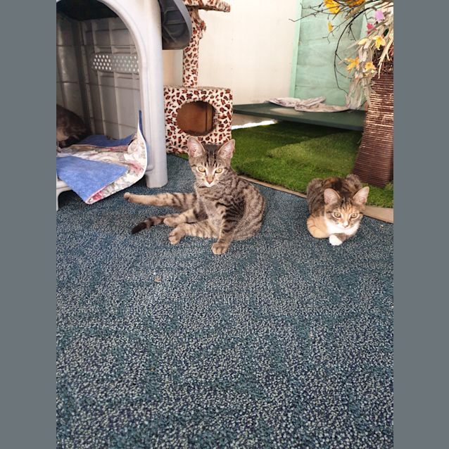 Photo of Sunbeam