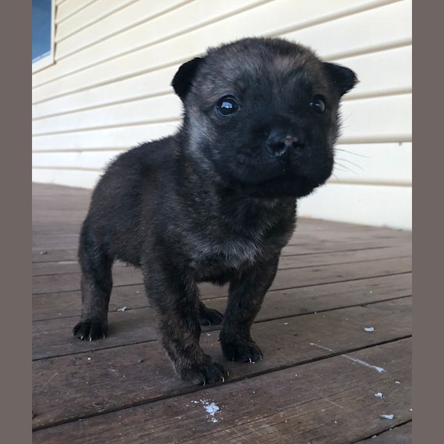 Photo of Atlas