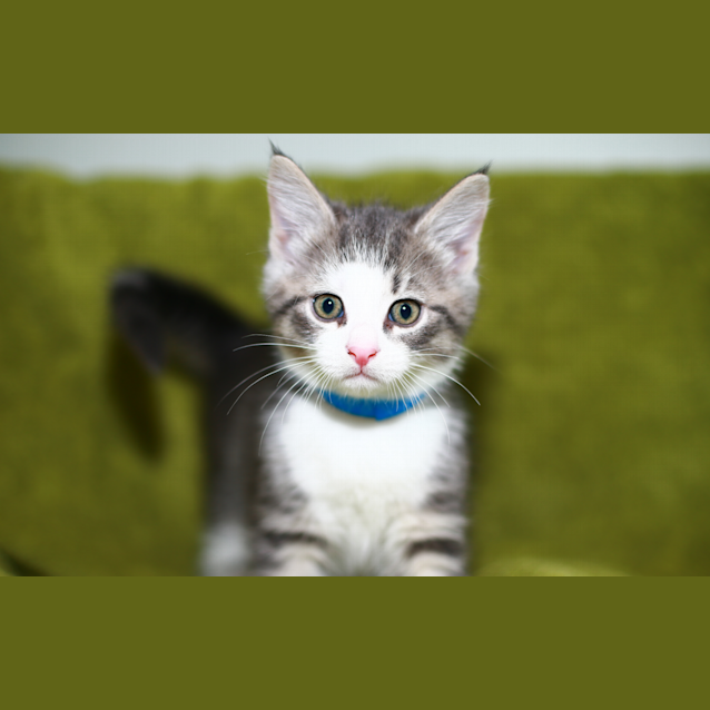 Photo of Dumpling **2nd Chance Cat Rescue**