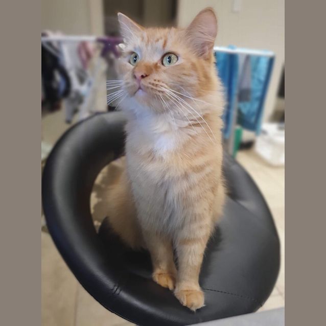 Photo of Cheeto