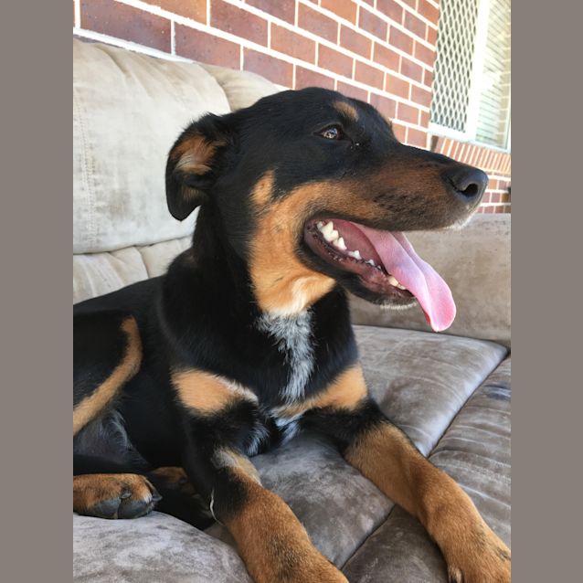 Photo of Tucker