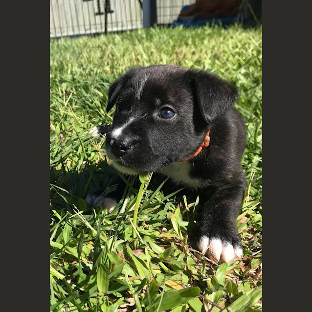 Photo of Jazz 