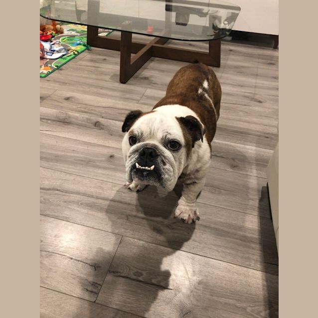 Photo of Bruno