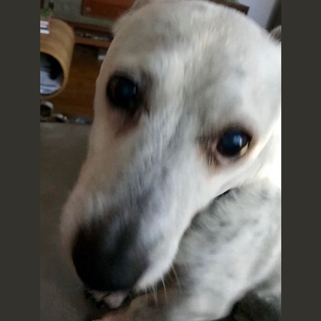 Photo of Donny ~ 13 Year Old Terrier X (On Trial 15/6/19)