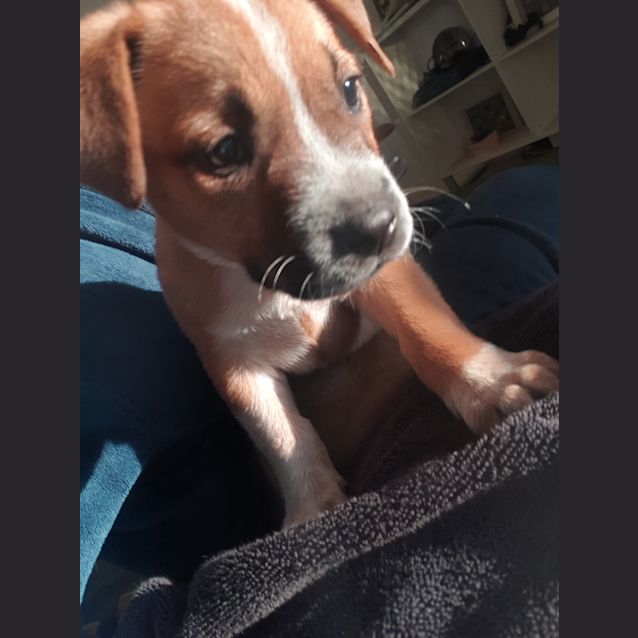 Photo of Mintie