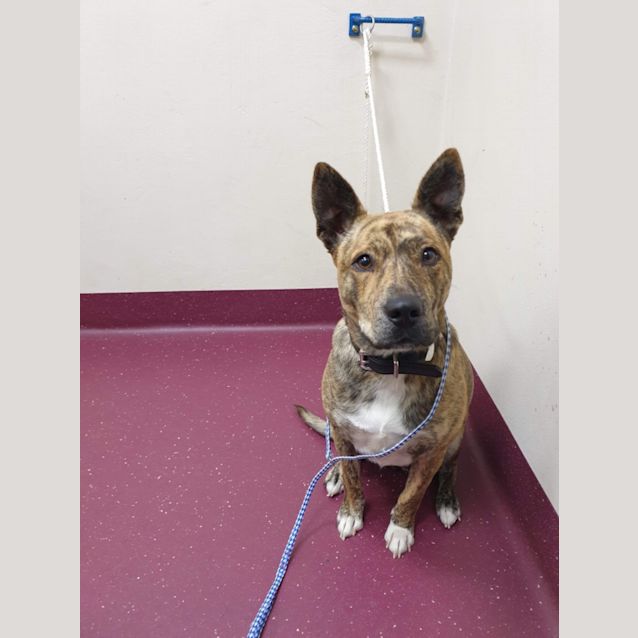 Photo of 1287 Stella