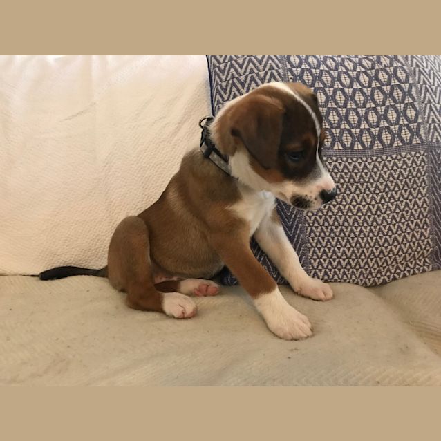 Photo of Toffee