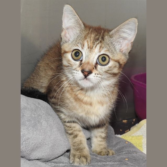 Photo of Deedee