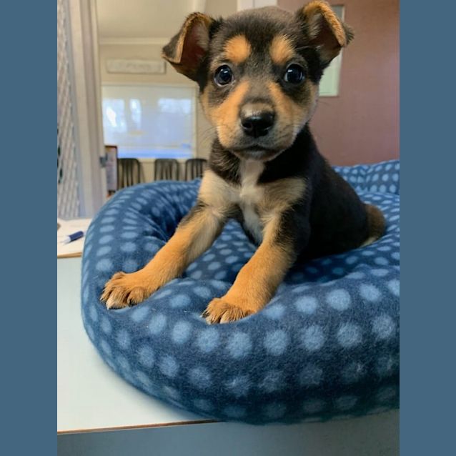 Photo of Kovu