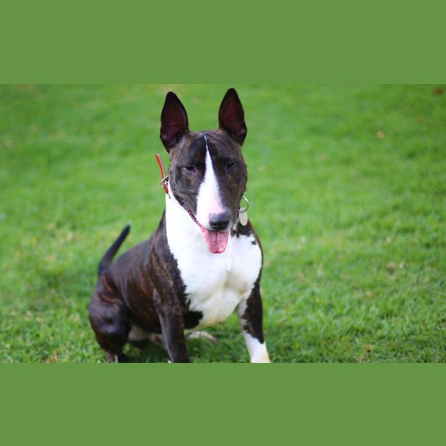 Photo of Murphy   Foster Carer Needed