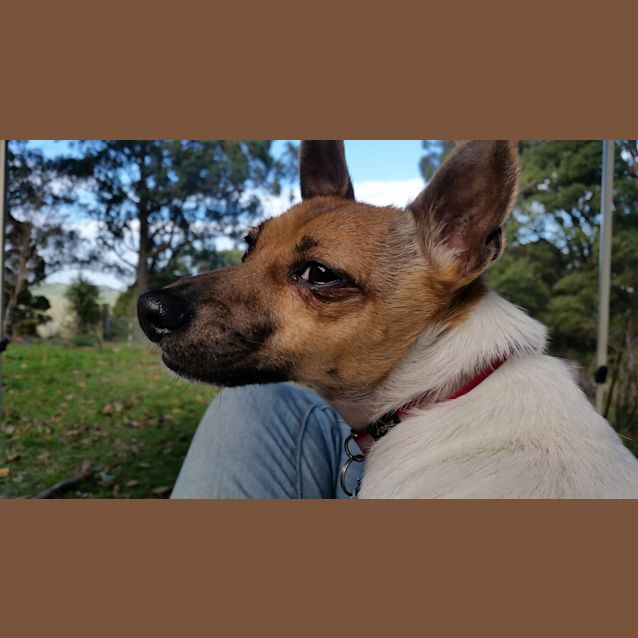 Photo of Magnolia