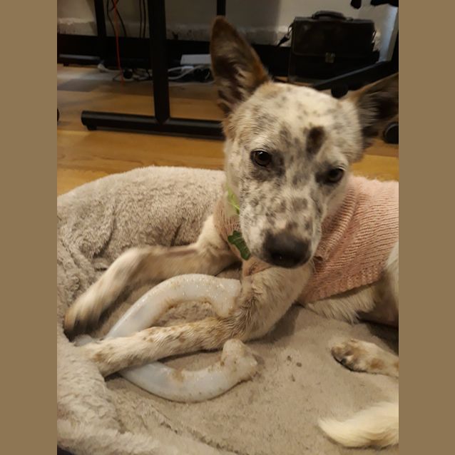 Photo of Lunetta