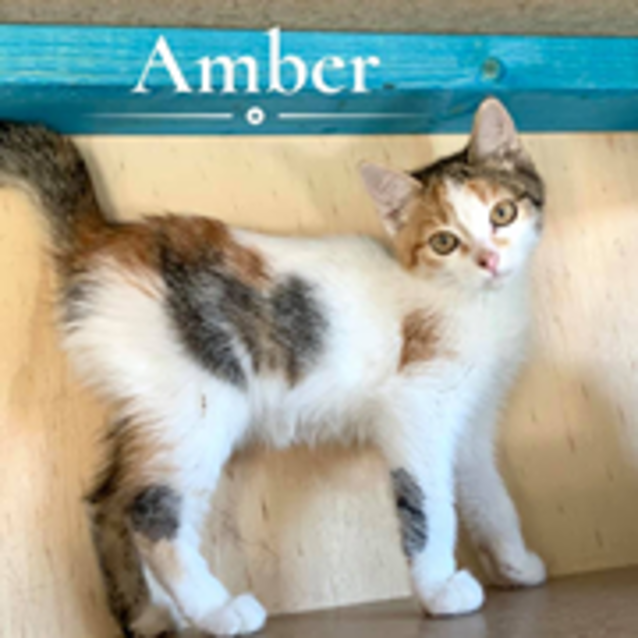 Photo of Amber