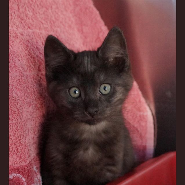Photo of Fidget