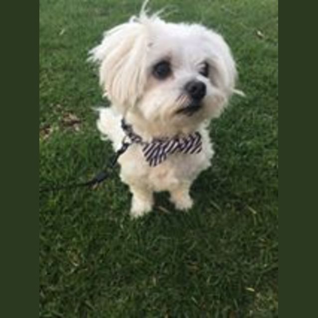 Photo of Diamond  ** On Trial  **