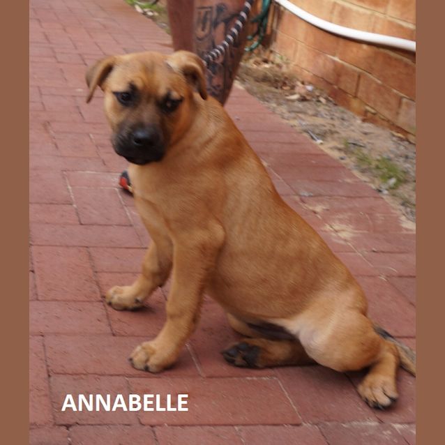 Photo of Annabelle