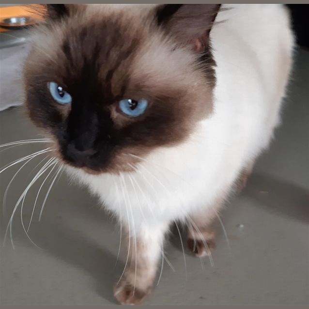 Photo of Chester