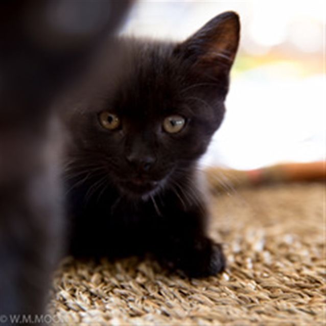 Photo of Umbra