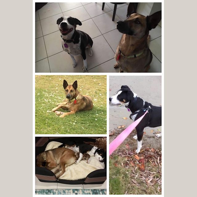 Photo of Scout & Kovu 