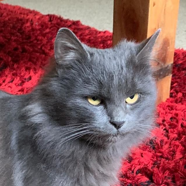 Photo of Smokey