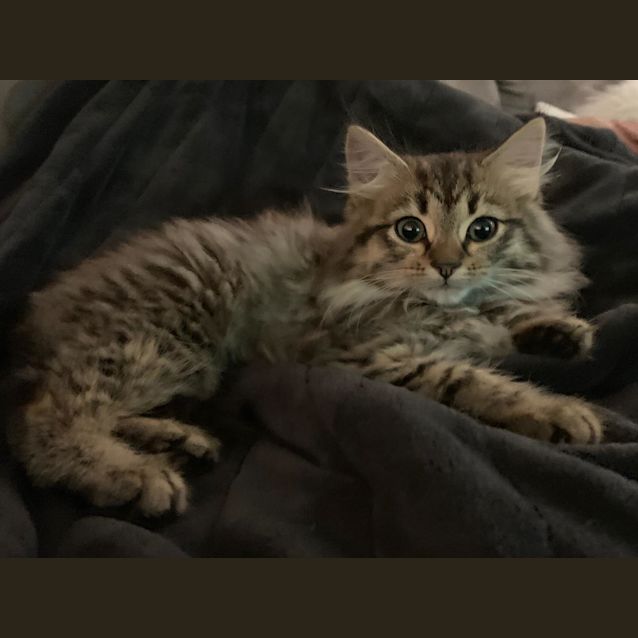 Photo of Chewbacca ^^Dandy Cat Rescue^^