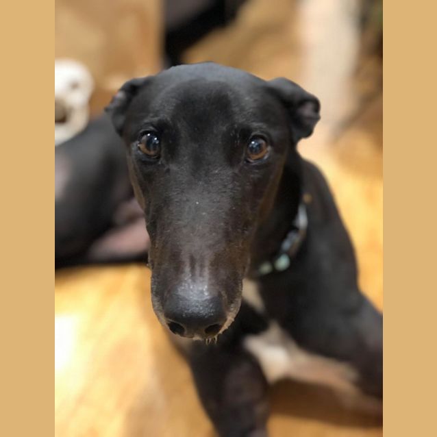 Photo of Buddy 
