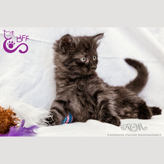 Photo of Jabber 