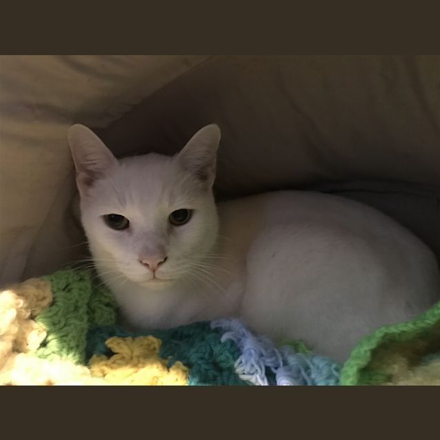 Photo of Milkshake