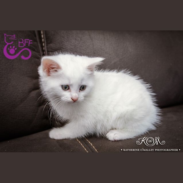Photo of Rabbit