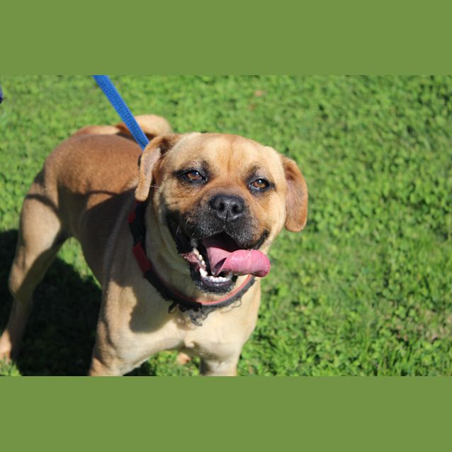 Photo of Pugsley