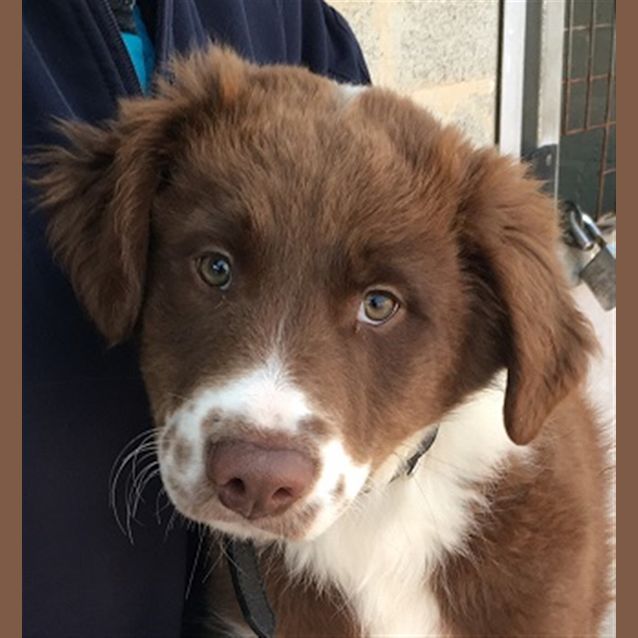 Photo of Pippin