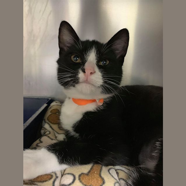 Photo of Little Louie