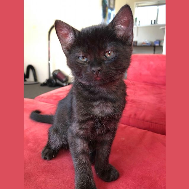 Photo of Quill