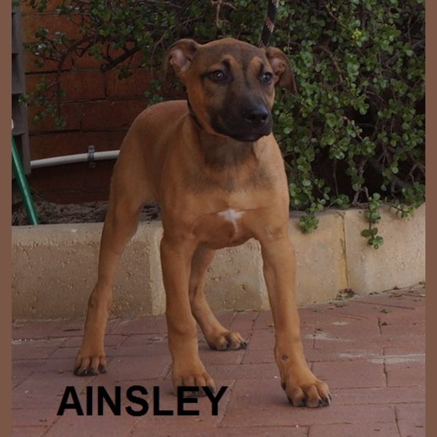 Photo of Ainsley