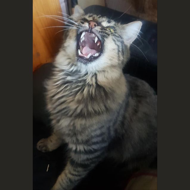 Photo of Beau