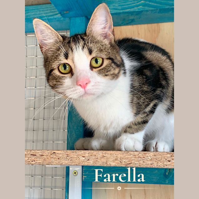 Photo of Faralla