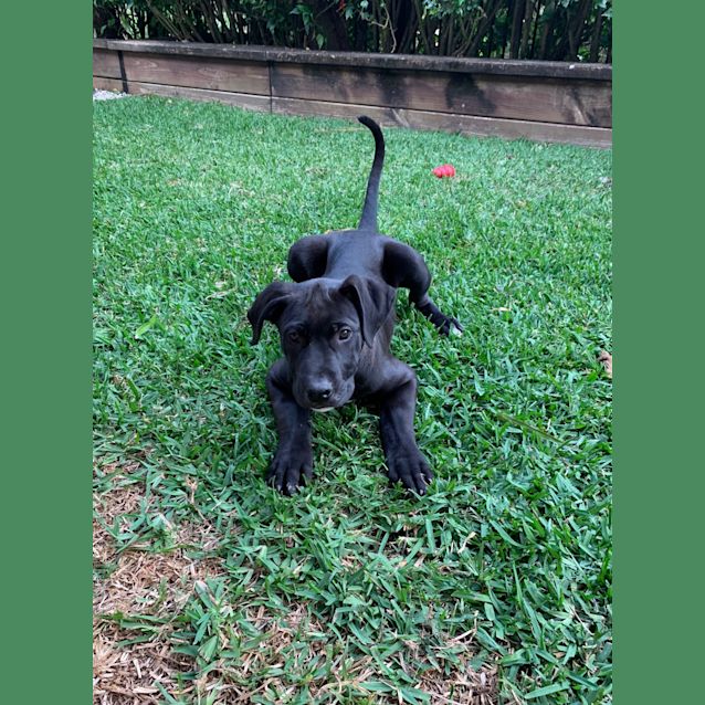 Photo of Frank