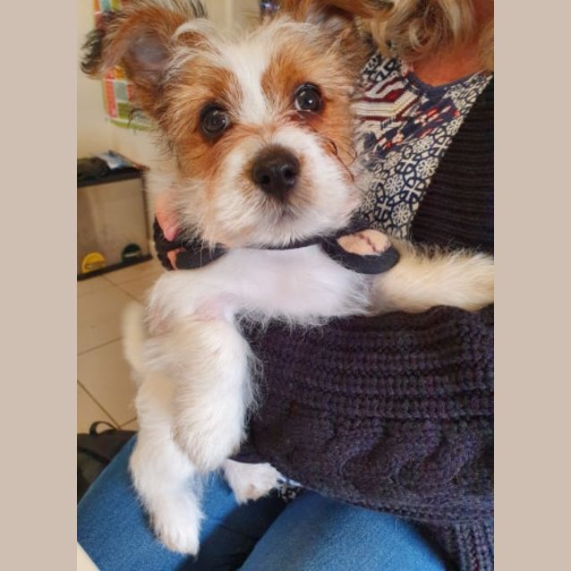 Photo of Buzz
