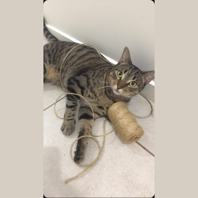 Photo of Pickles