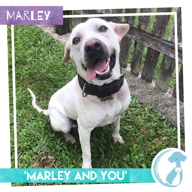 Photo of Marley