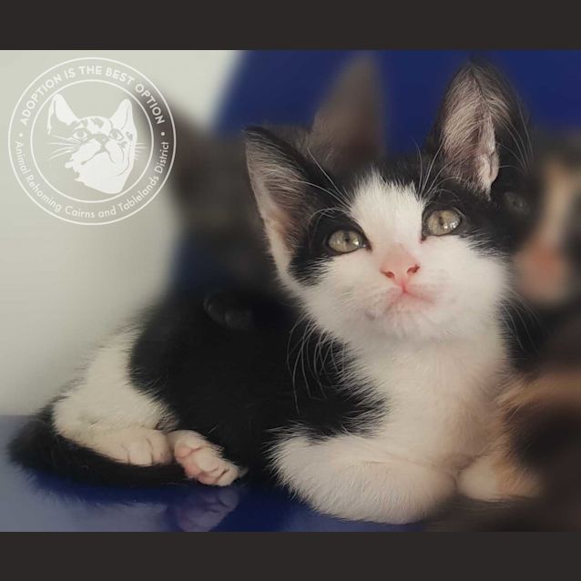 Photo of Harry James