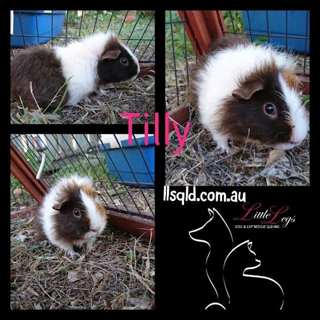 Photo of Tilly