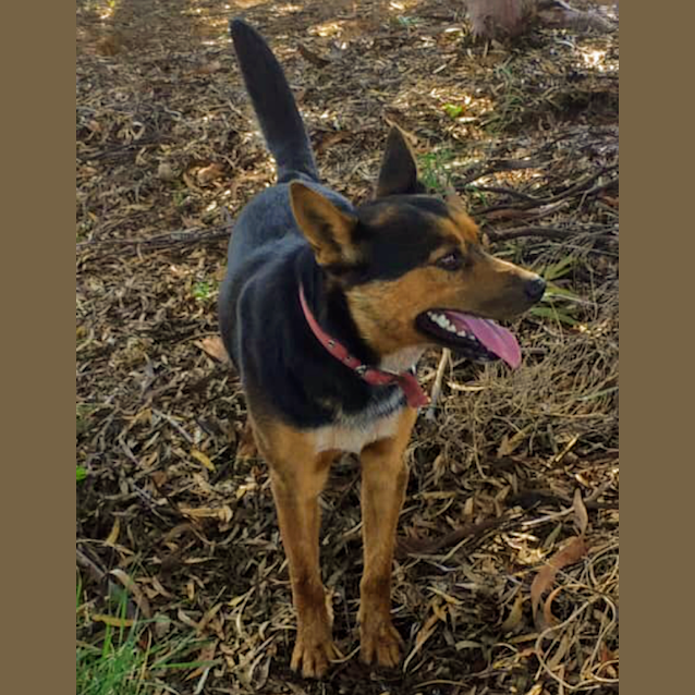 Photo of Scout