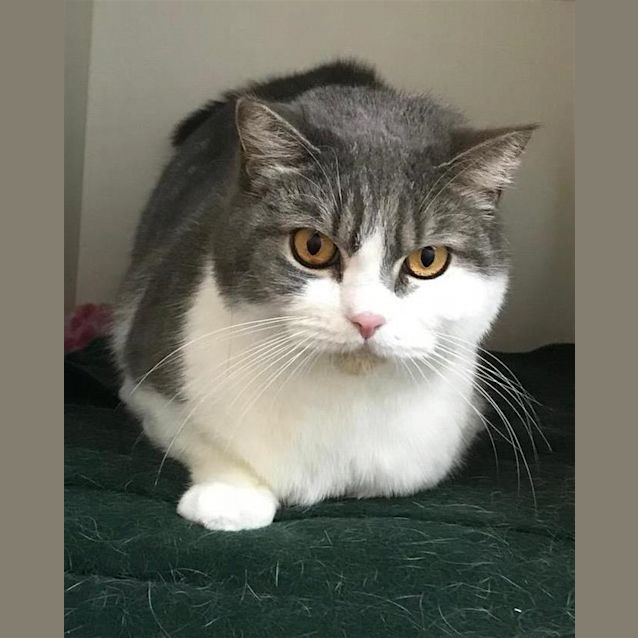 Photo of Cecil